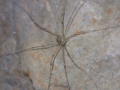 Leiobunum limbatum