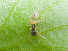 Tapinoma melanocephalum