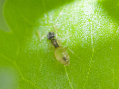 Tapinoma melanocephalum