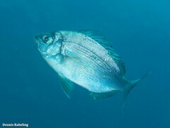 Spondyliosoma cantharus