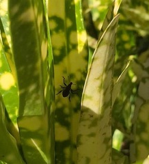 Metapocyrtus adspersus