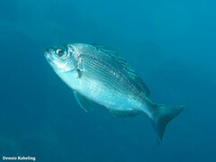 Spondyliosoma cantharus