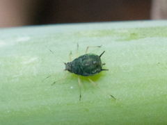 Aphis