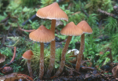Cortinarius acutus