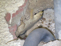 Hemidactylus flaviviridis