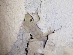 Hemidactylus flaviviridis