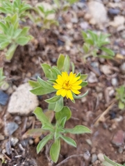 Heterotheca schneideri