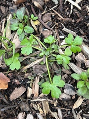 Ranunculus sceleratus