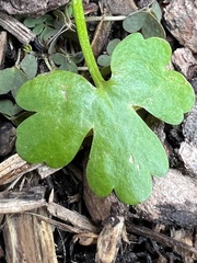 Ranunculus sceleratus