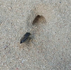 Stictia signata