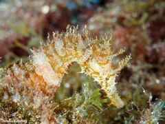 Hippocampus hippocampus