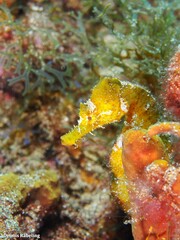 Hippocampus hippocampus