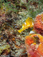 Hippocampus hippocampus