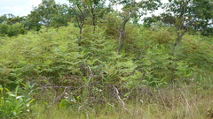 Pteridium centrali-africanum