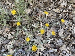 Eriophyllum lanatum