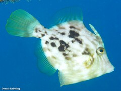 Stephanolepis hispida