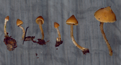Cortinarius acutus