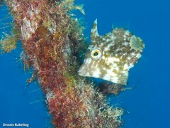 Stephanolepis hispida