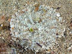 Actinostella flosculifera