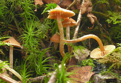 Cortinarius acutus