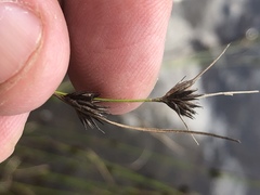 Rhynchospora chalarocephala