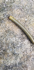 Anadenobolus monilicornis