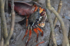 Goniopsis pelii