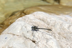 Ceratogomphus triceraticus