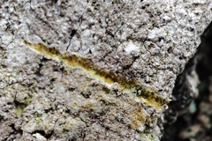 Dendrographa decolorans