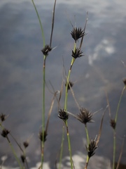 Rhynchospora chalarocephala