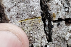 Dendrographa decolorans