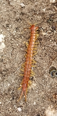 Scolopendra alternans