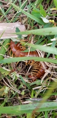 Scolopendra alternans