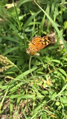 Anthanassa frisia