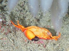 Euryozius bouvieri