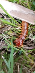 Scolopendra alternans