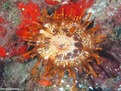 Telmatactis cricoides