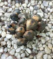 Panaeolus cyanescens