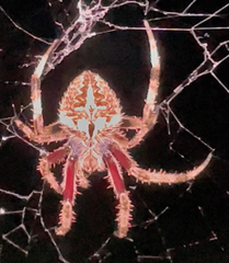 Neoscona menghaiensis