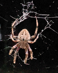 Neoscona menghaiensis