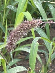 Setaria italica