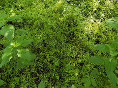 Memoremea scorpioides