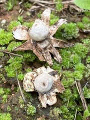 Geastrum granulosum