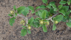 Acanthospermum australe