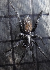 Gnaphosidae