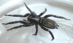 Gnaphosidae