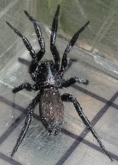 Gnaphosidae