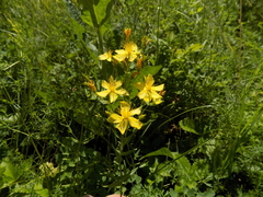 Hypericum elegans