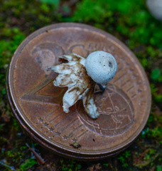 Geastrum granulosum