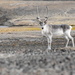 Peary Caribou - Photo (c) Phil Morrow, some rights reserved (CC BY-NC), uploaded by Phil Morrow